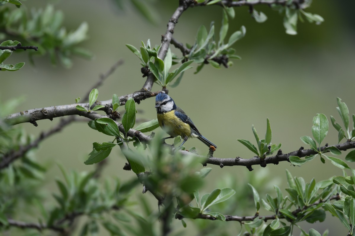 Eurasian Blue Tit - ML103495881