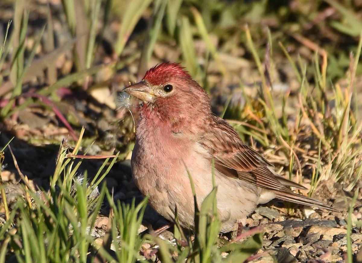 Cassin's Finch - Steven Mlodinow