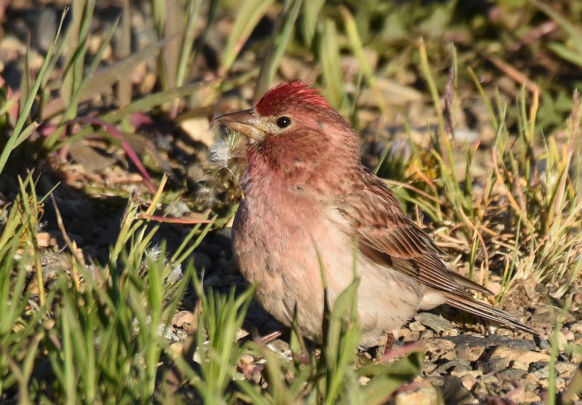 Cassin's Finch - ML103495921