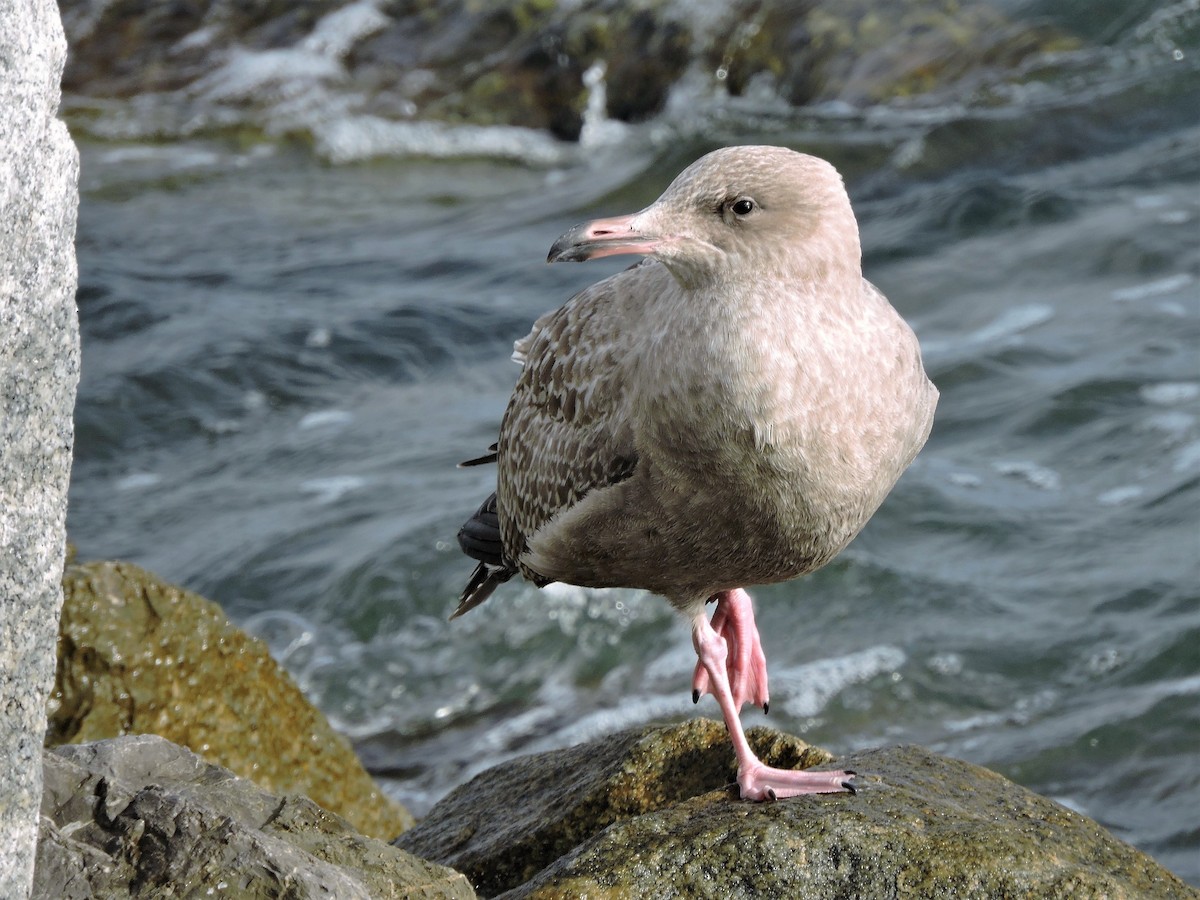 Herring Gull - S. K.  Jones