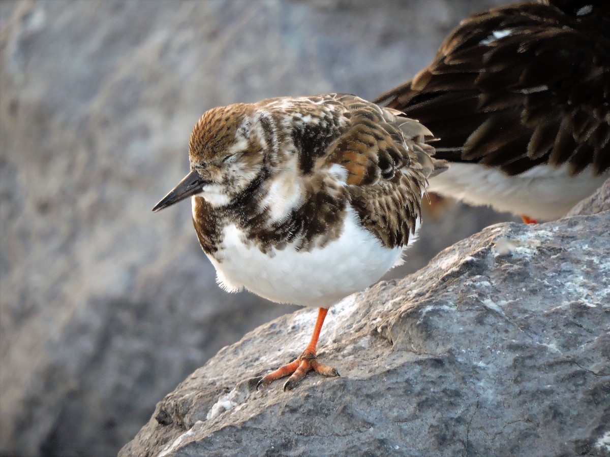 Ruddy Turnstone - S. K.  Jones