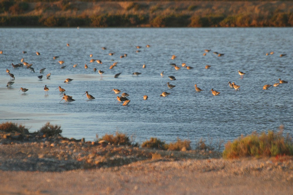 Black-tailed Godwit - ML103497301