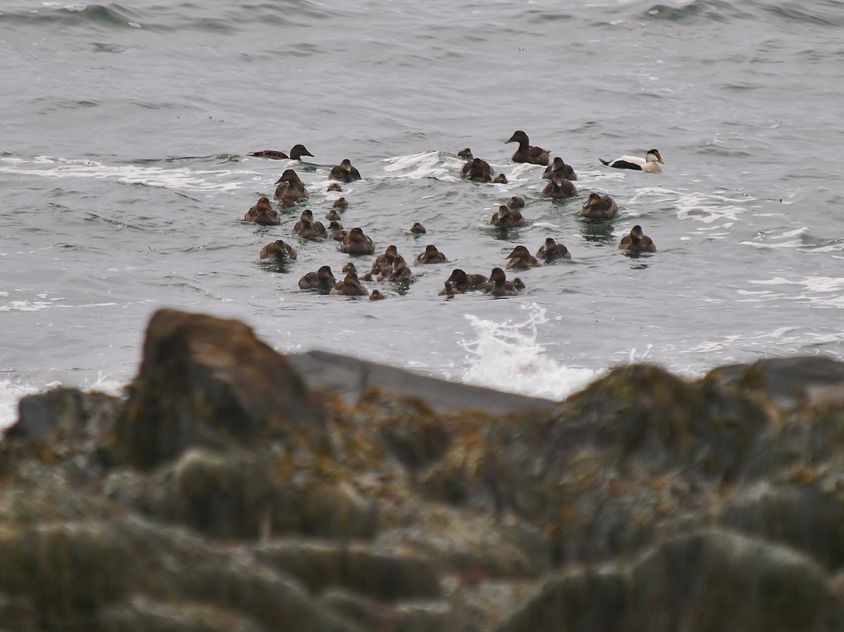 Common Eider (Dresser's) - ML103497911