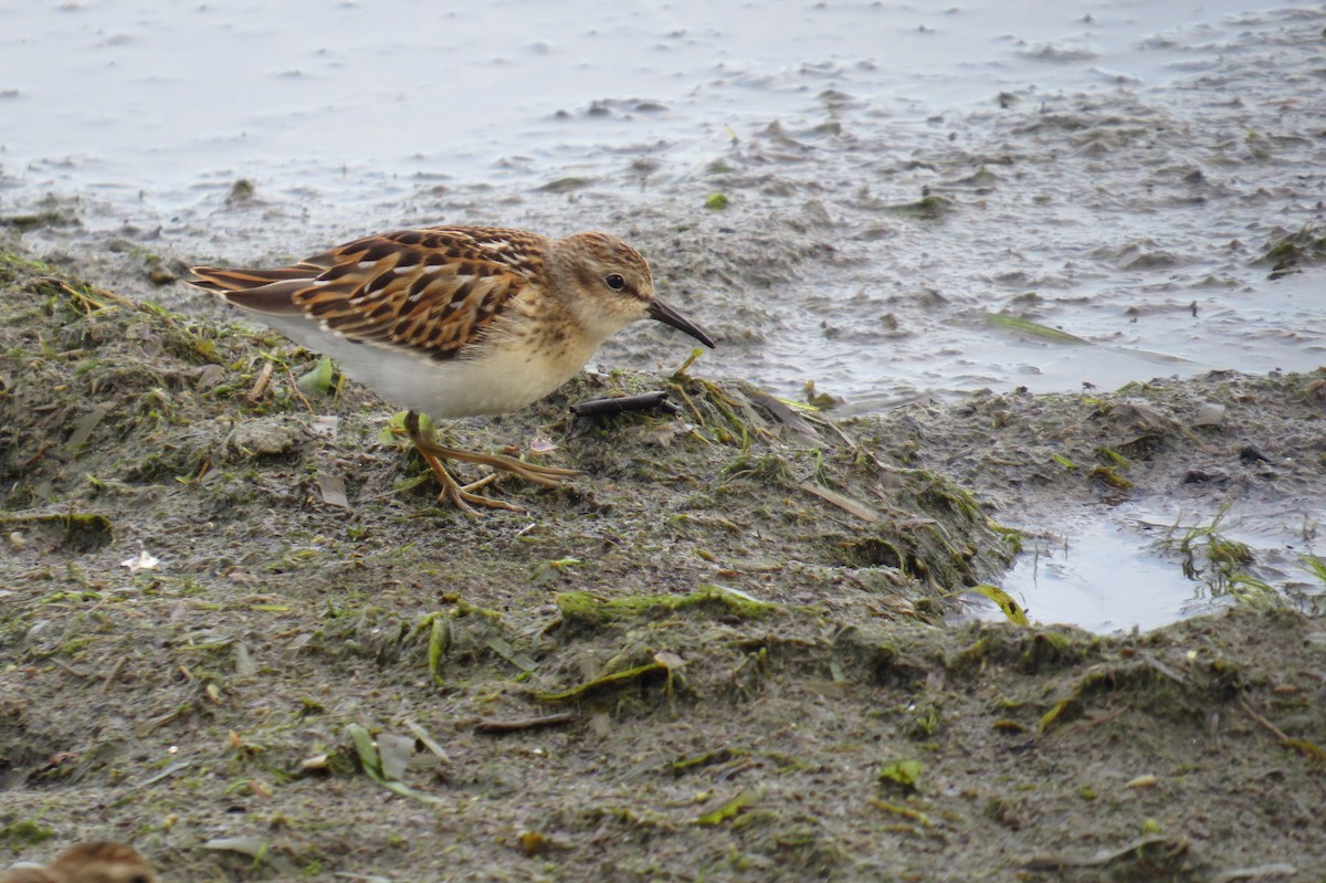 Least Sandpiper - Lindsey Duval