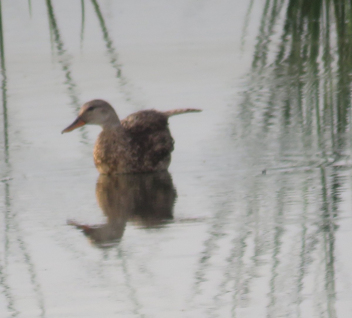 Gadwall - Bill Wright_cc