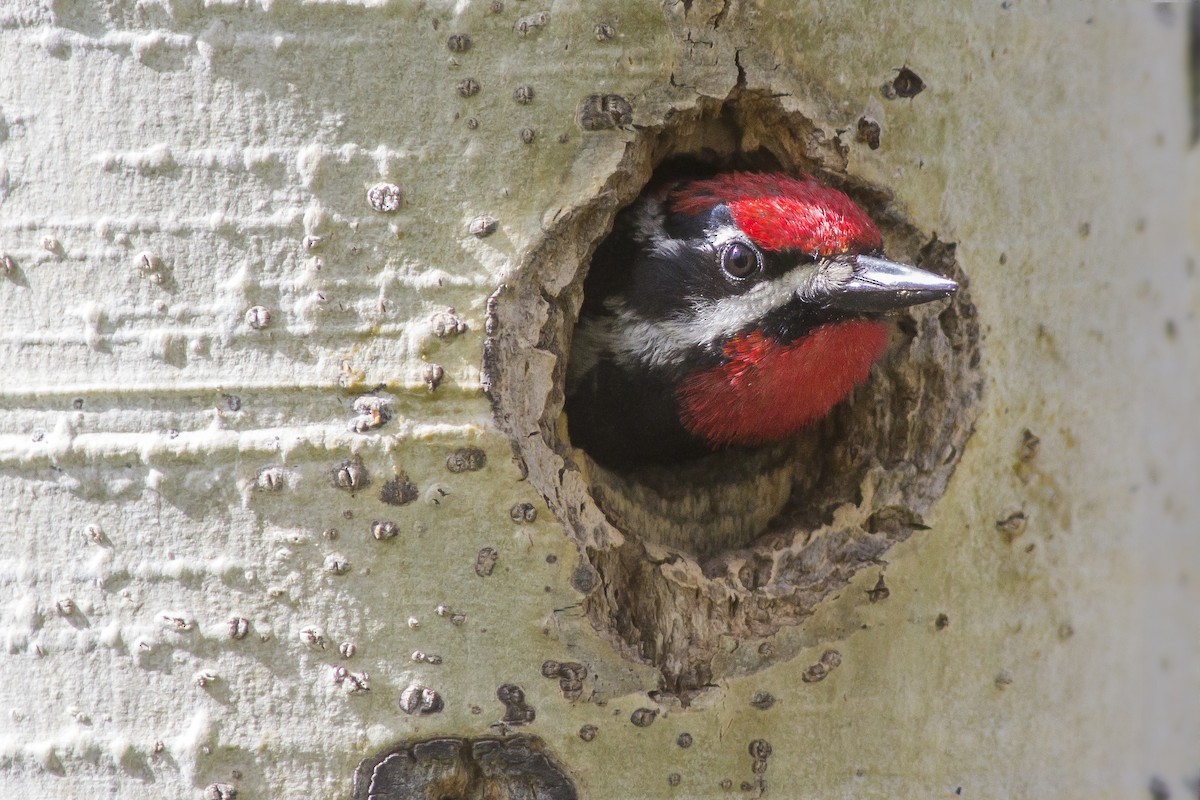 Red-naped Sapsucker - ML103499661