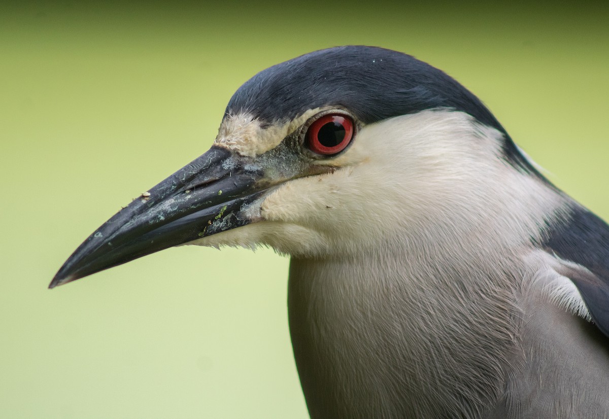 Black-crowned Night Heron - Charlotte Farrell