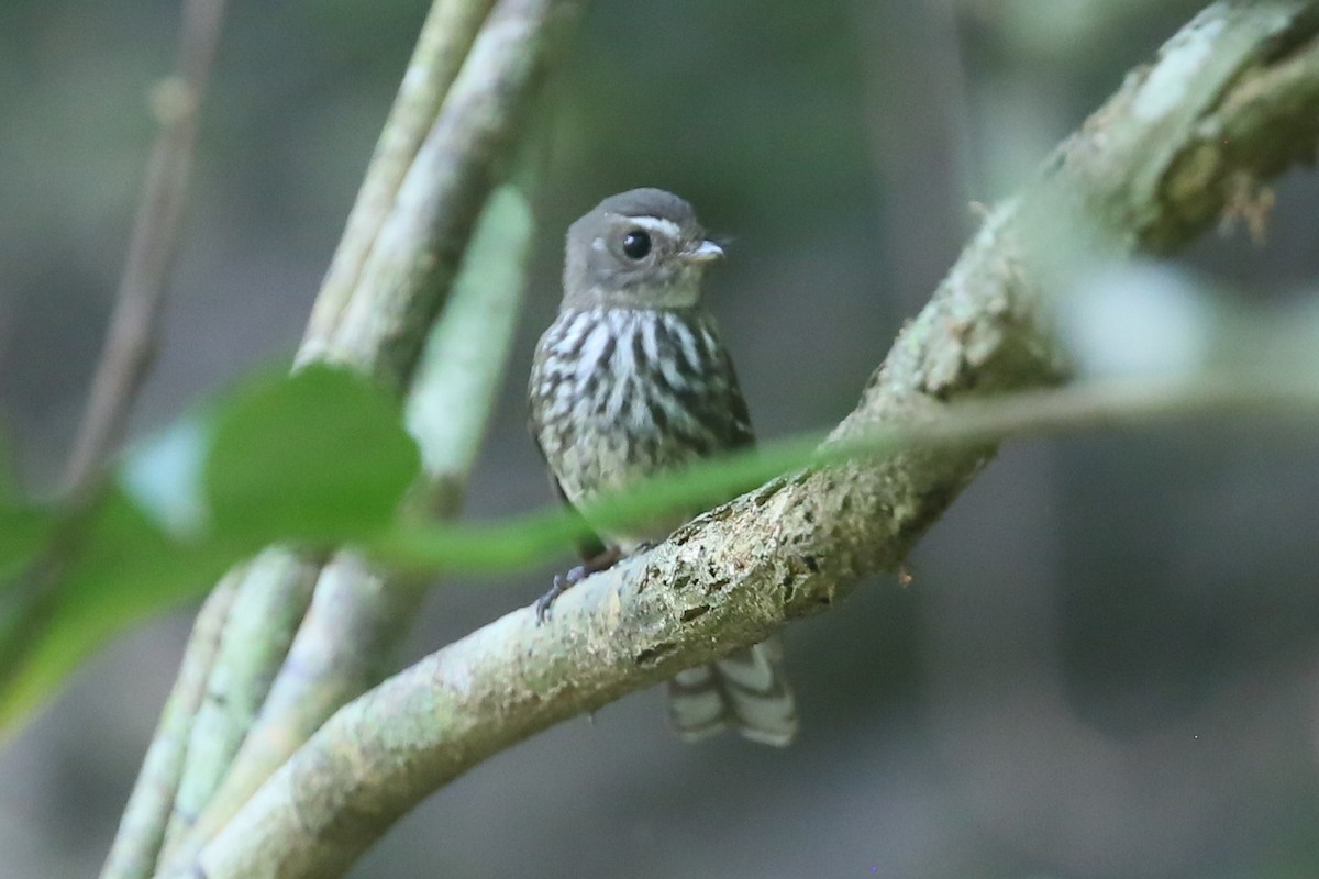 Fiji Streaked Fantail - ML103500461