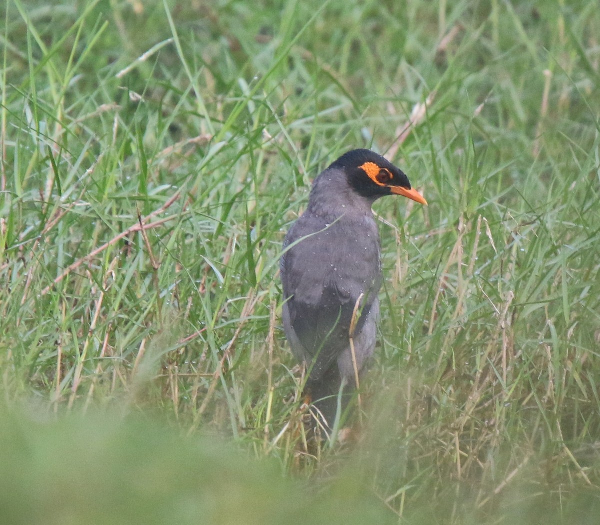 Bank Myna - steve jones