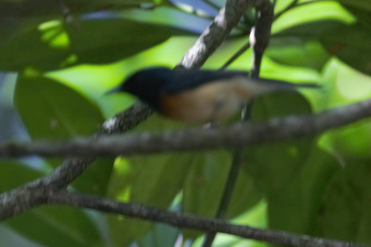 Vanikoro Flycatcher - ML103500791