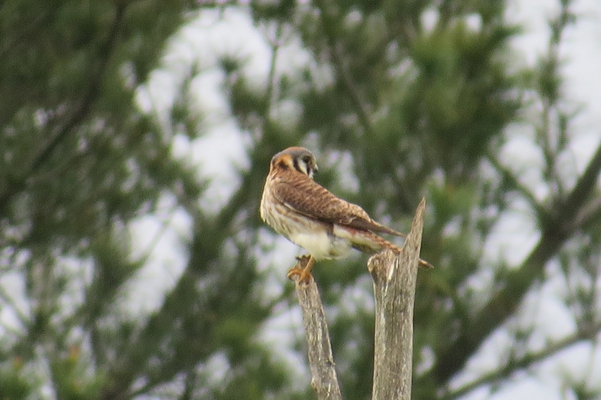 American Kestrel - ML103501041