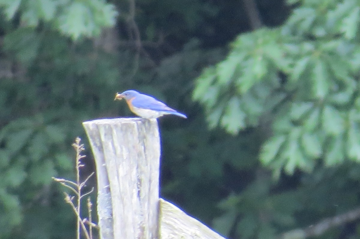 Eastern Bluebird - ML103501131