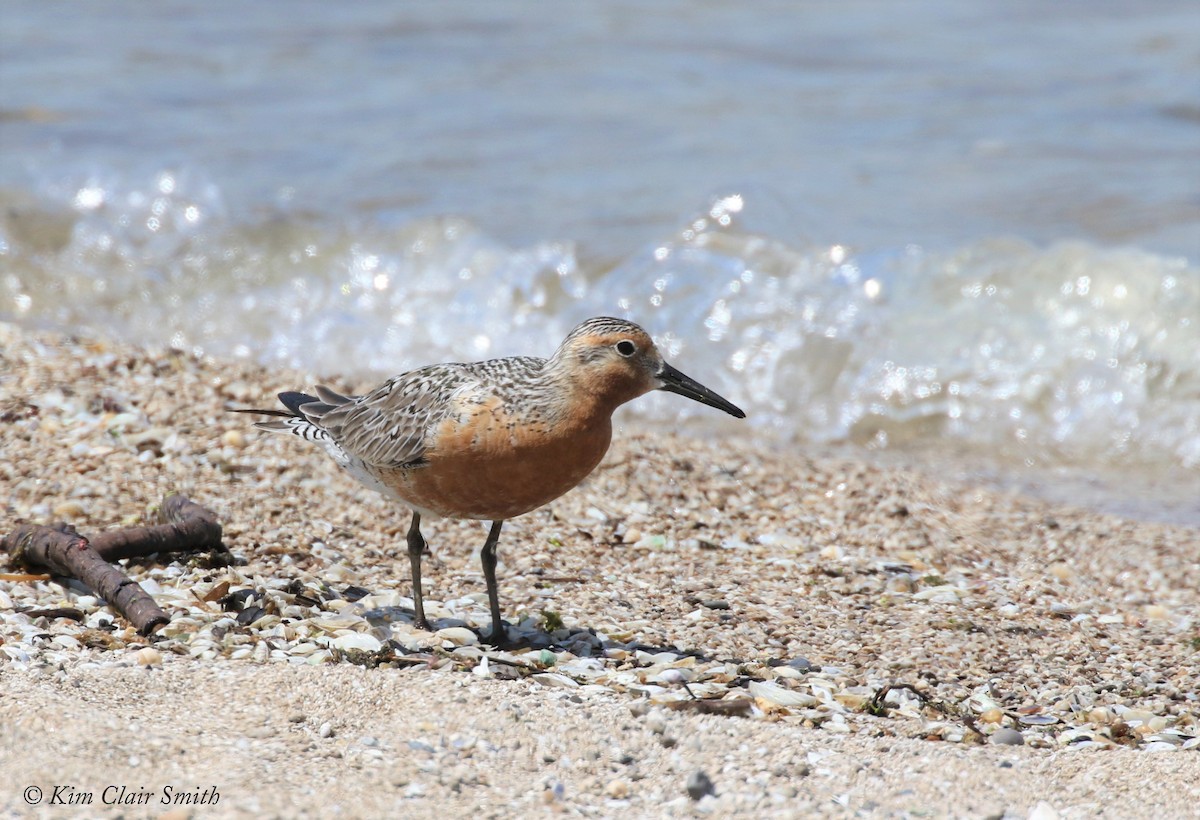 Red Knot - ML103501161