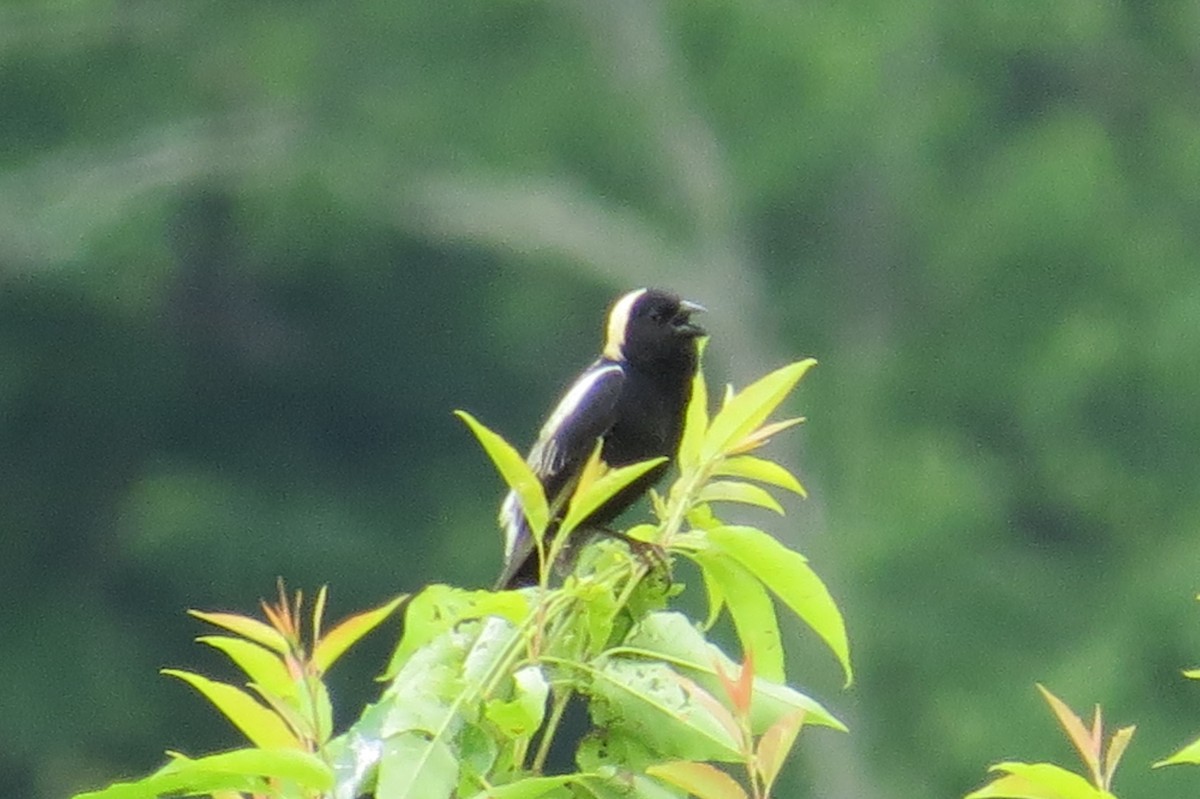 Bobolink - ML103501221