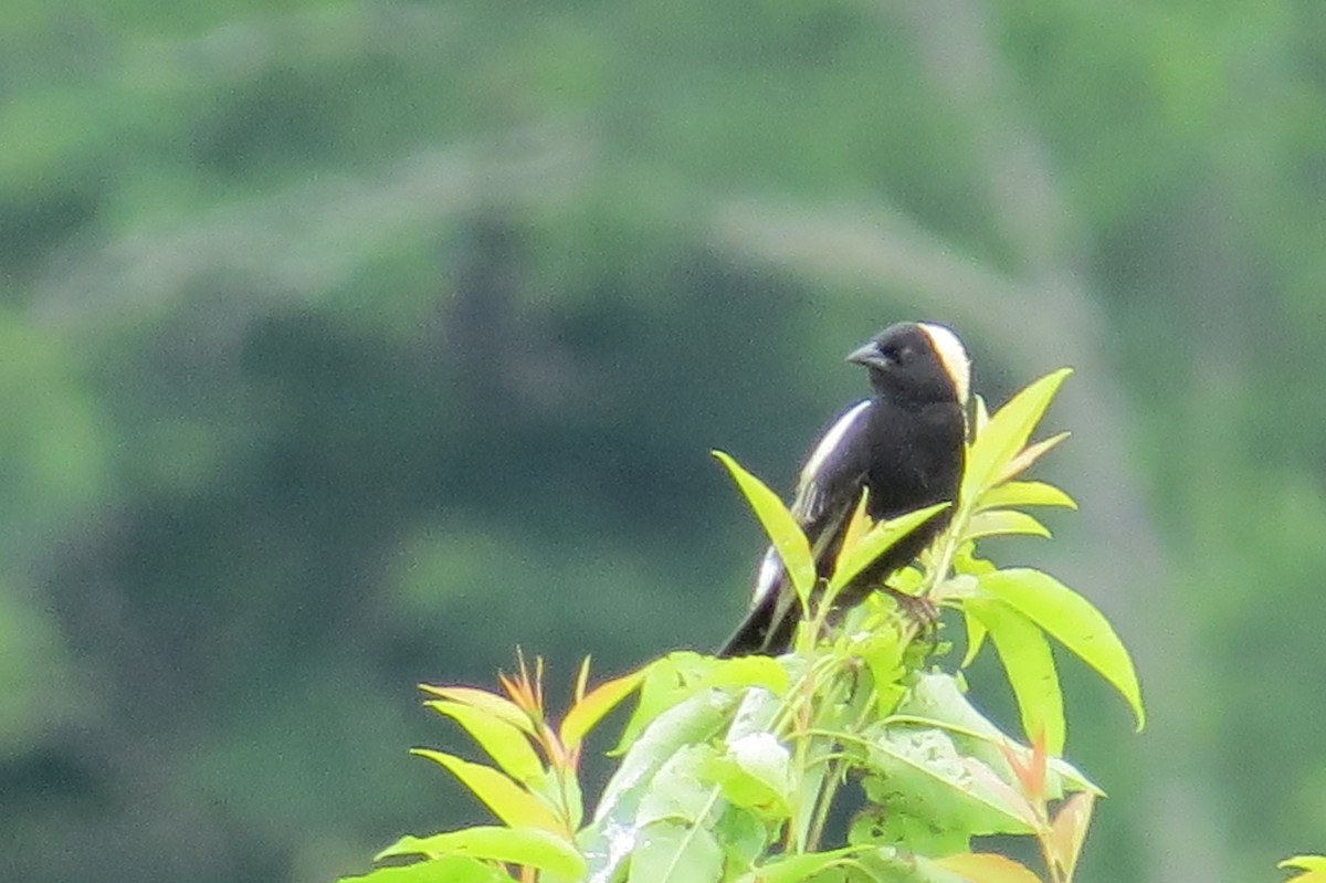 Bobolink - ML103501231