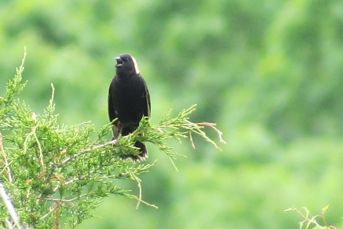 Bobolink - ML103501241