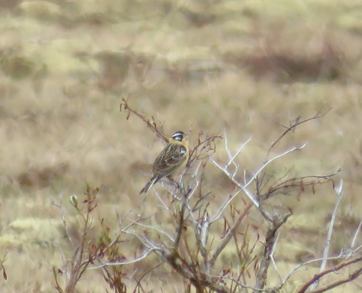 Smith's Longspur - Rick Collins