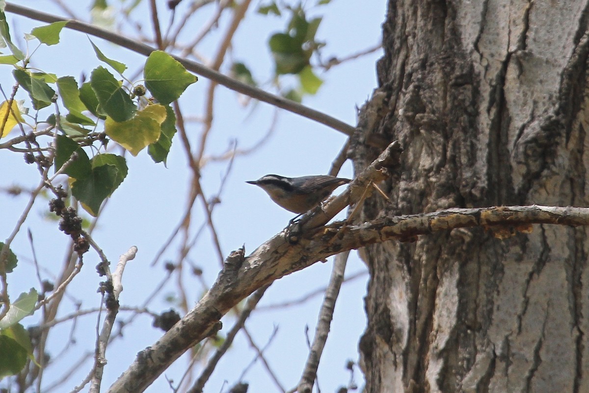 Red-breasted Nuthatch - ML103505401
