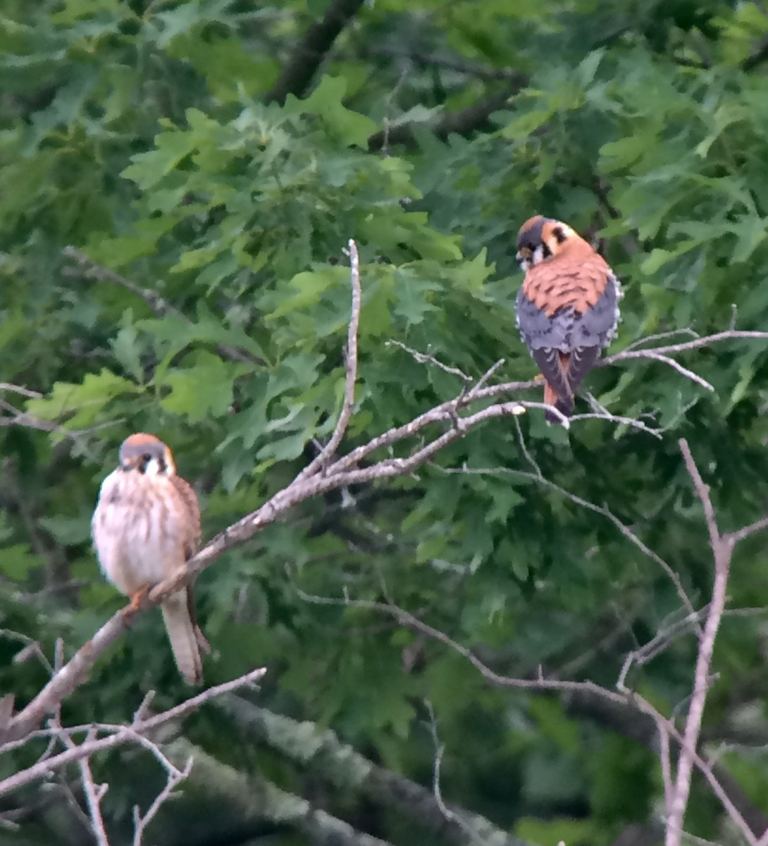 American Kestrel - ML103507911