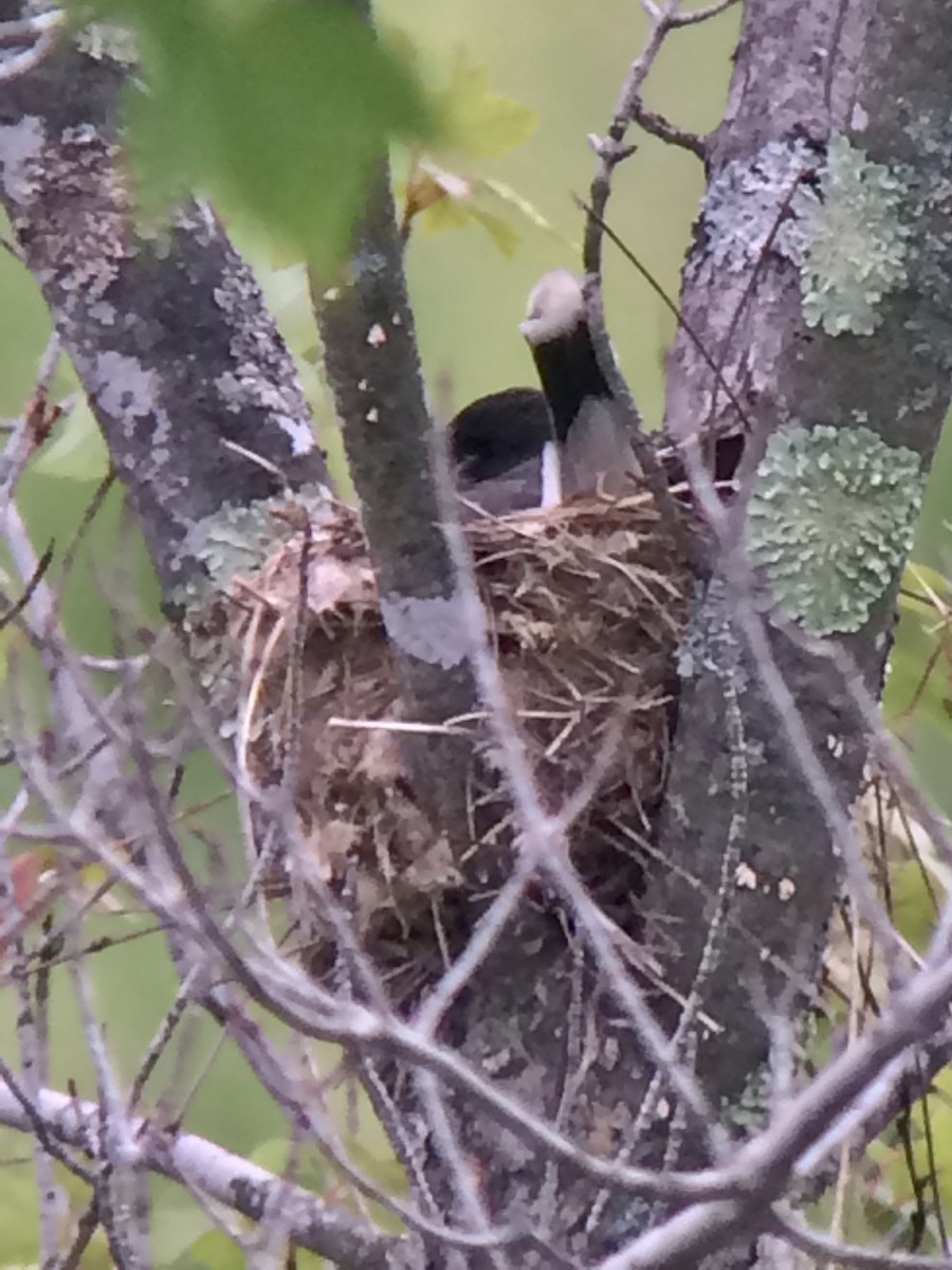 Eastern Kingbird - ML103508101