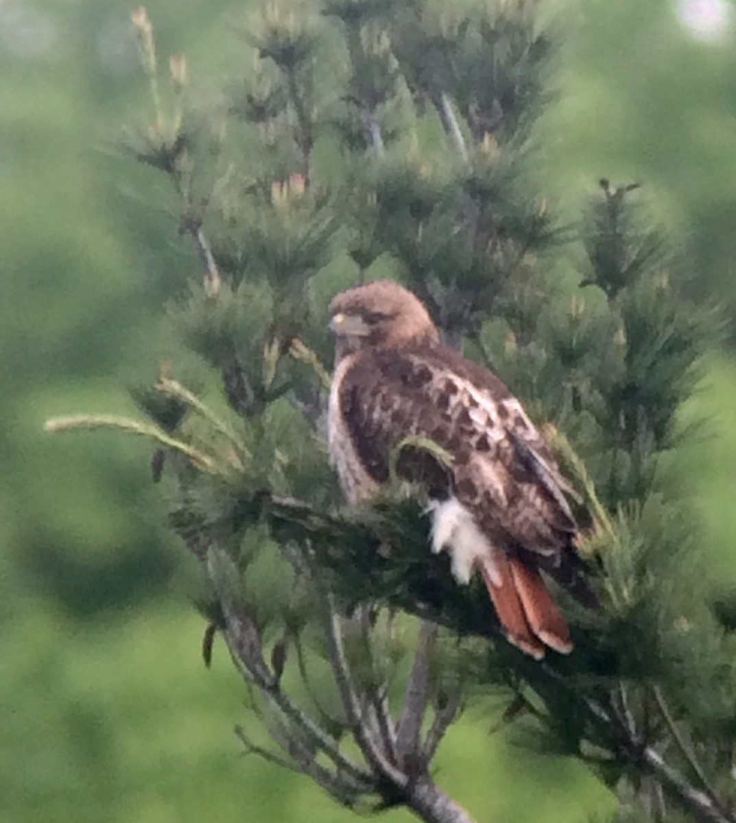 Red-tailed Hawk - ML103508291