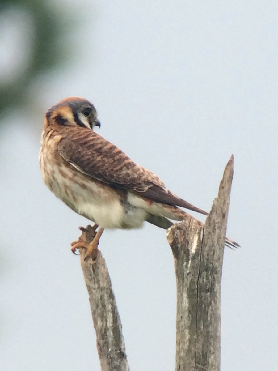 American Kestrel - ML103509581