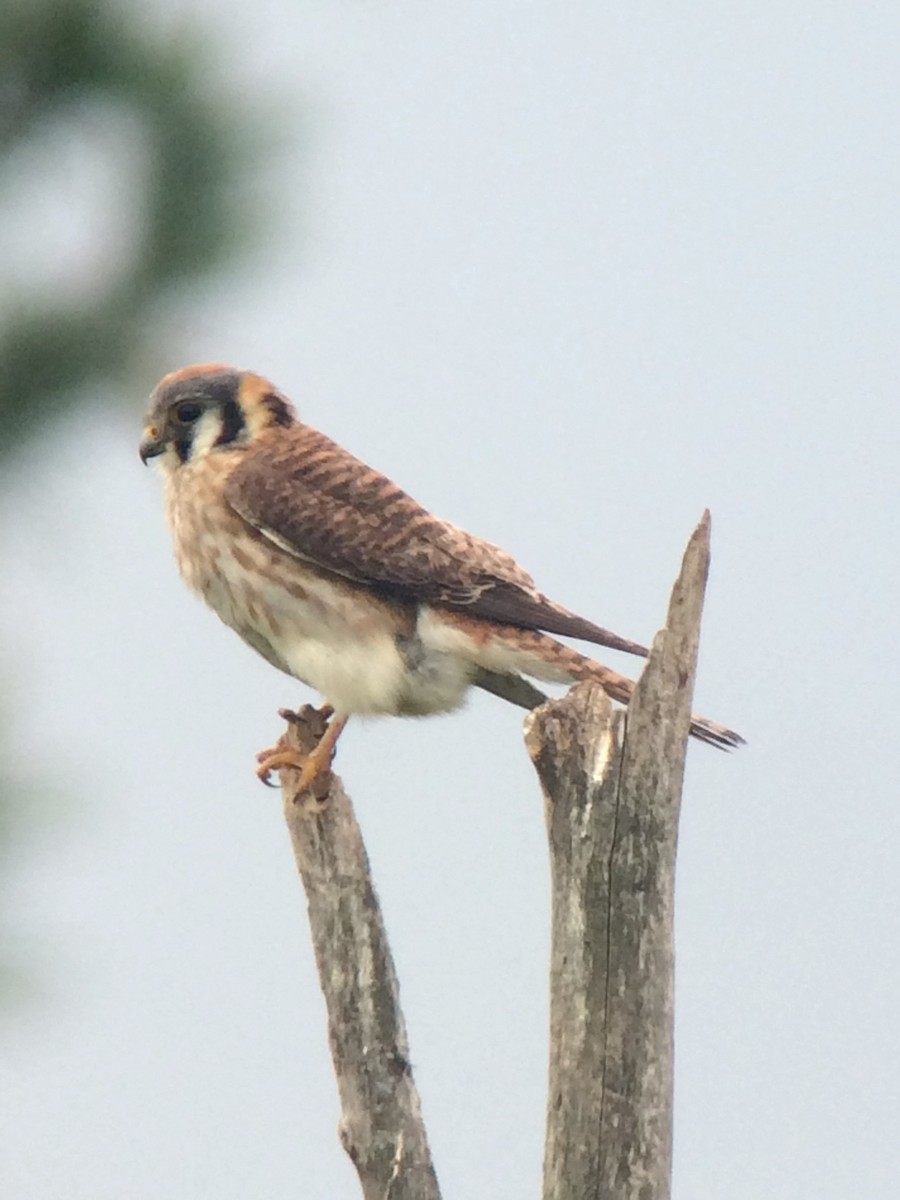 American Kestrel - ML103509591