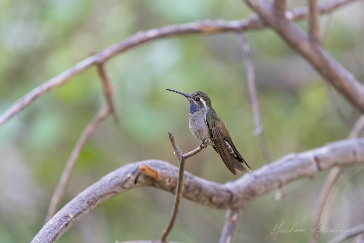 Blue-throated Mountain-gem - Graham Gerdeman