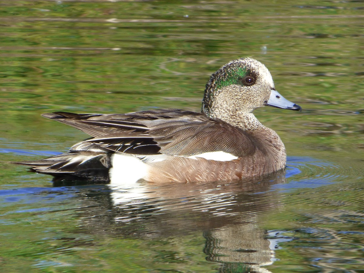 American Wigeon - ML103510031