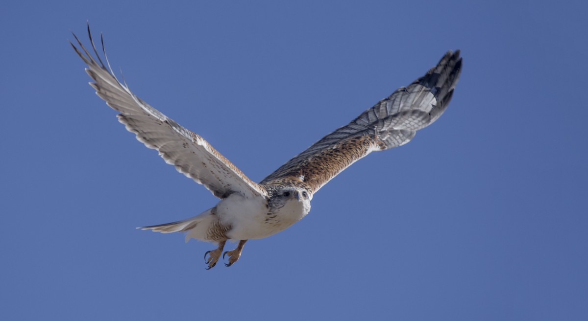 Ferruginous Hawk - ML103511111