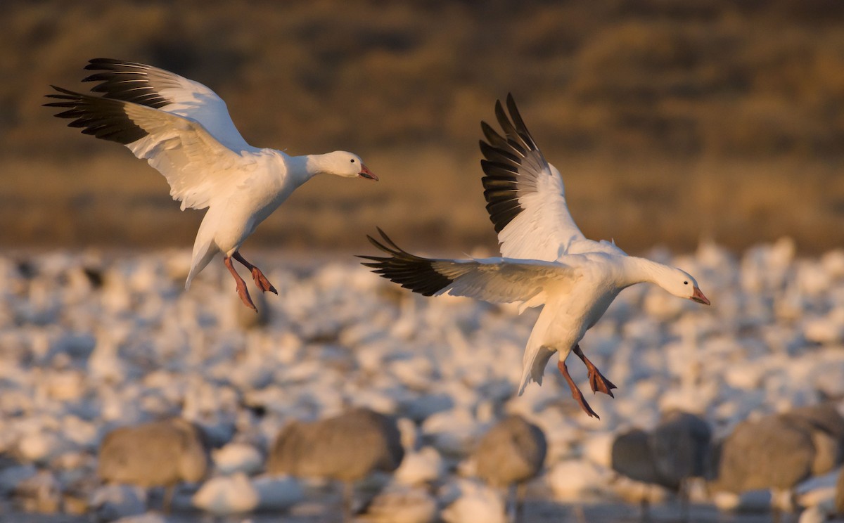 Snow Goose - Marky Mutchler