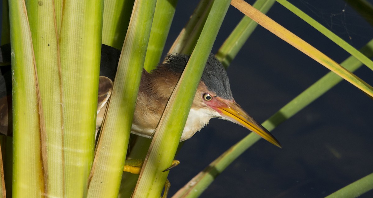 Least Bittern - Marky Mutchler