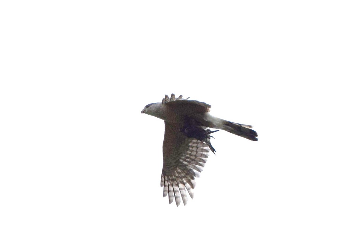 Cooper's Hawk - ML103511941