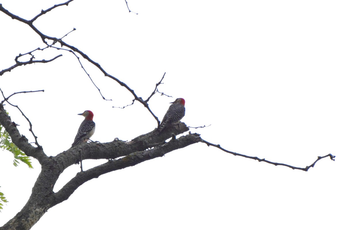 Red-bellied Woodpecker - ML103511971