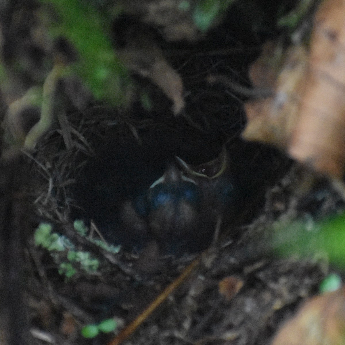 Dark-eyed Junco - ML103512841