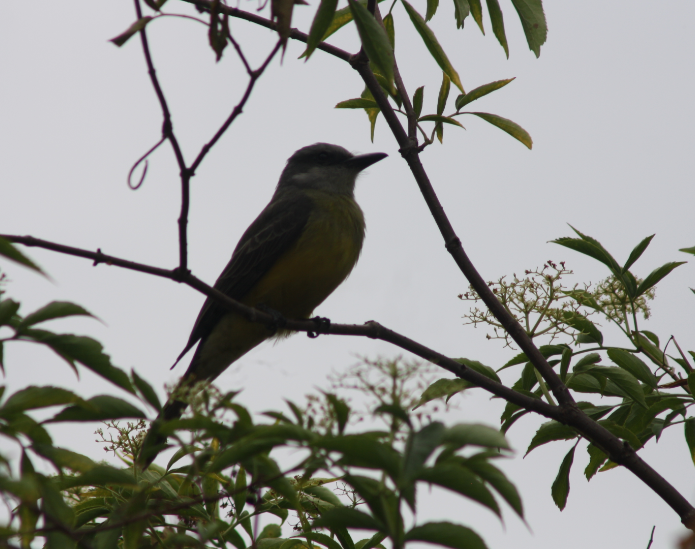 Tropical Kingbird - ERIC PERICO CAICECDO