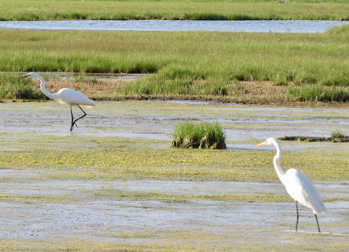 Great Egret - ML103514751