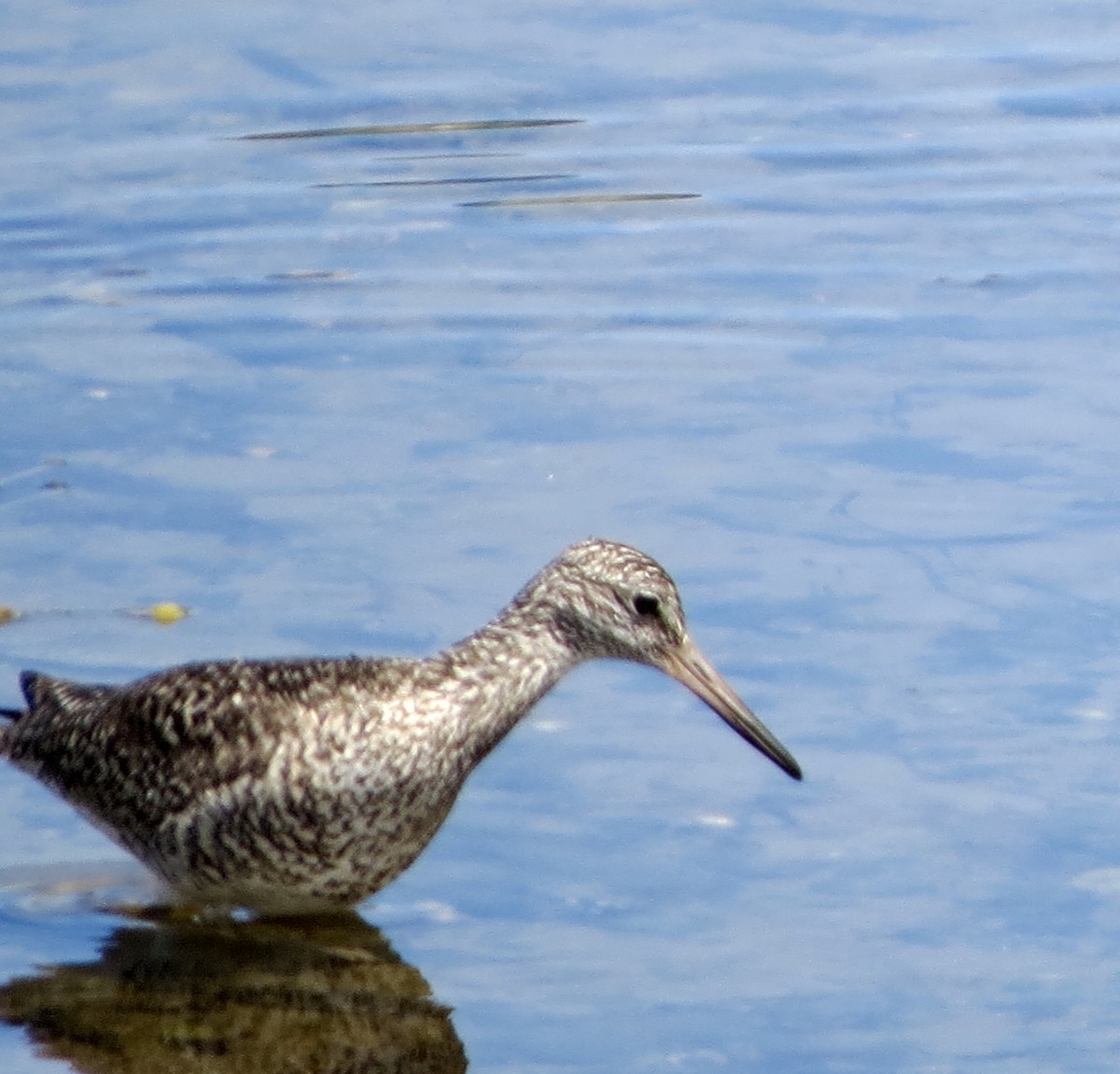 Willet (Eastern) - ML103514901