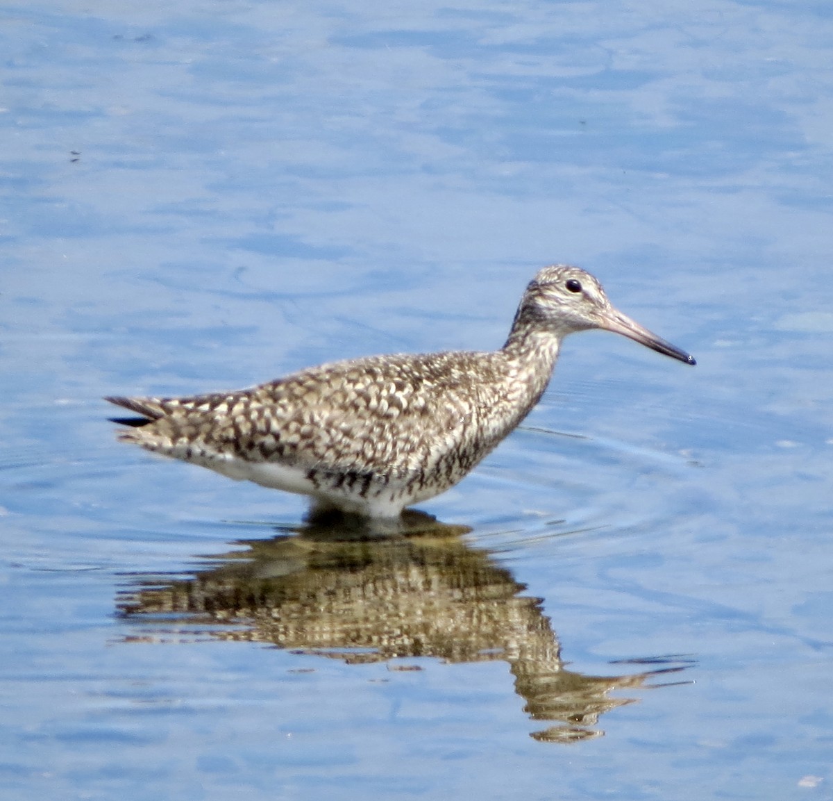 Willet (Eastern) - ML103514921