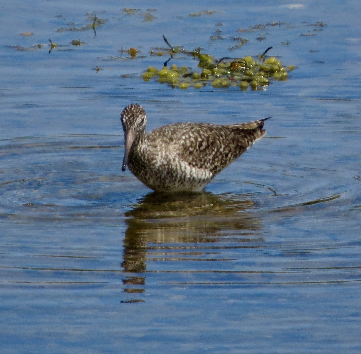 Willet (Eastern) - ML103514941