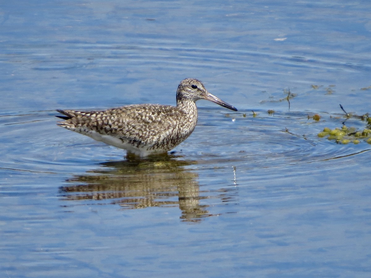 Willet (Eastern) - Jeanne-Marie Maher