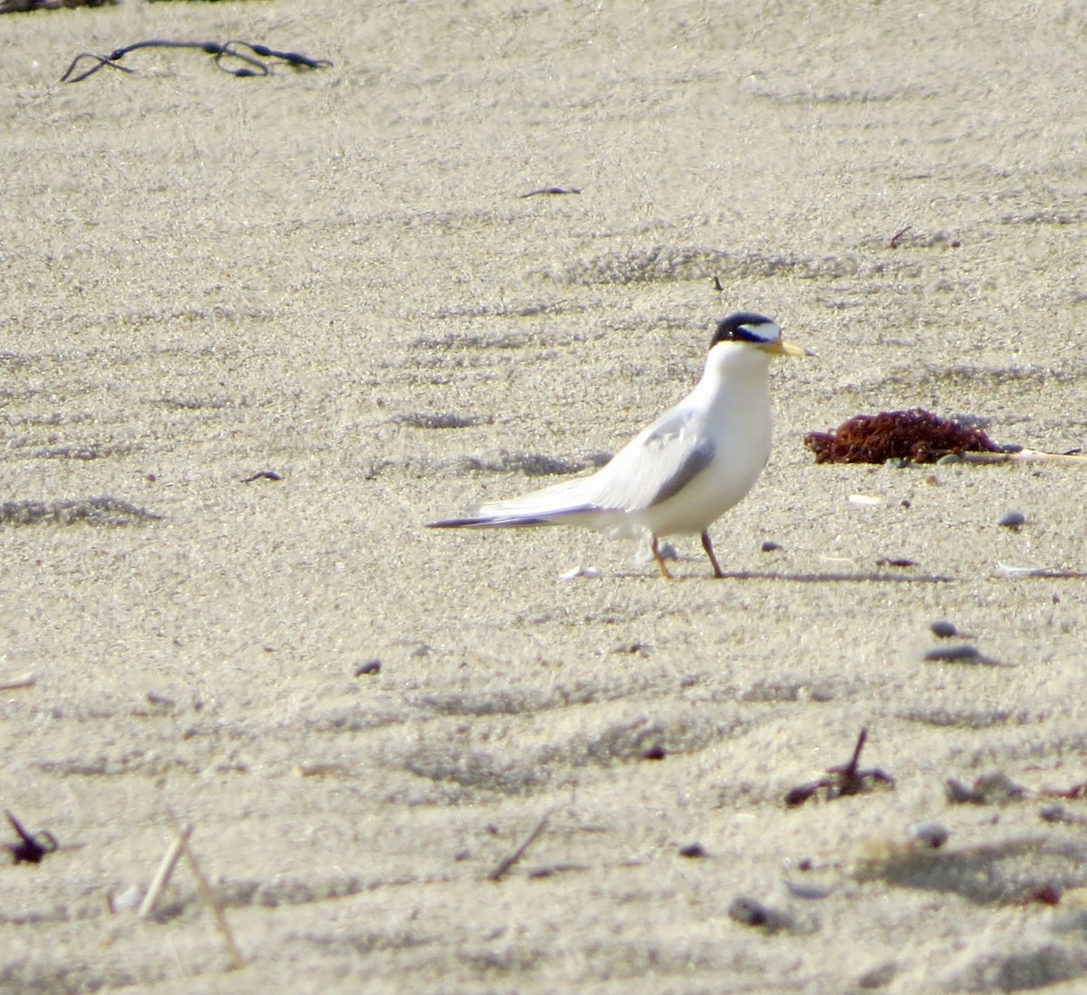 Least Tern - Jeanne-Marie Maher