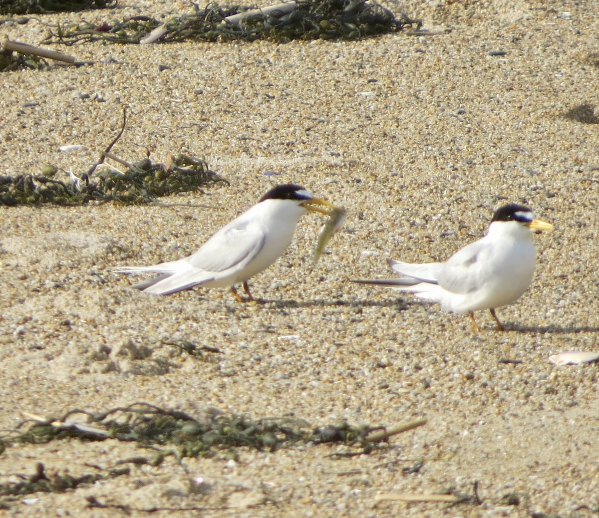 Least Tern - ML103515091