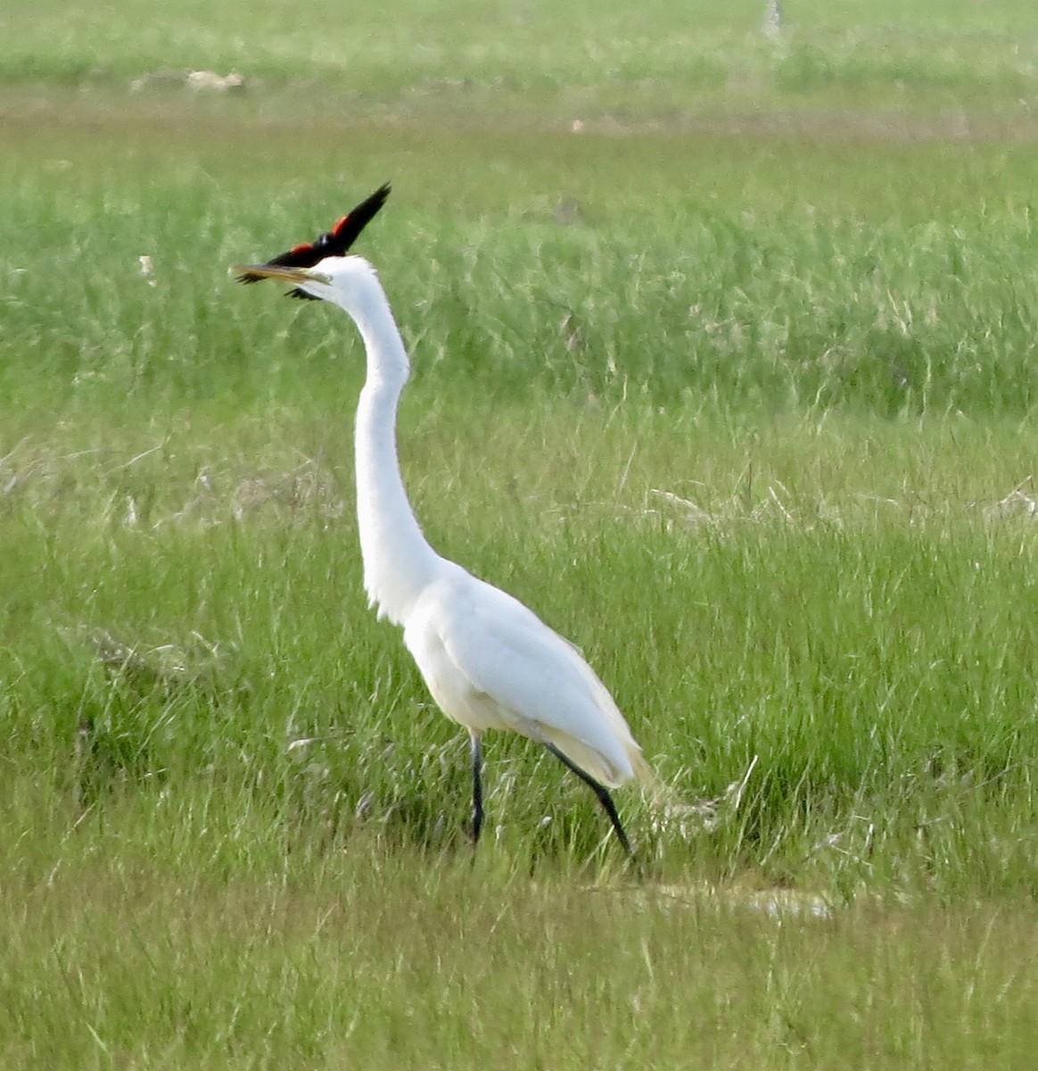 Great Egret - ML103515171