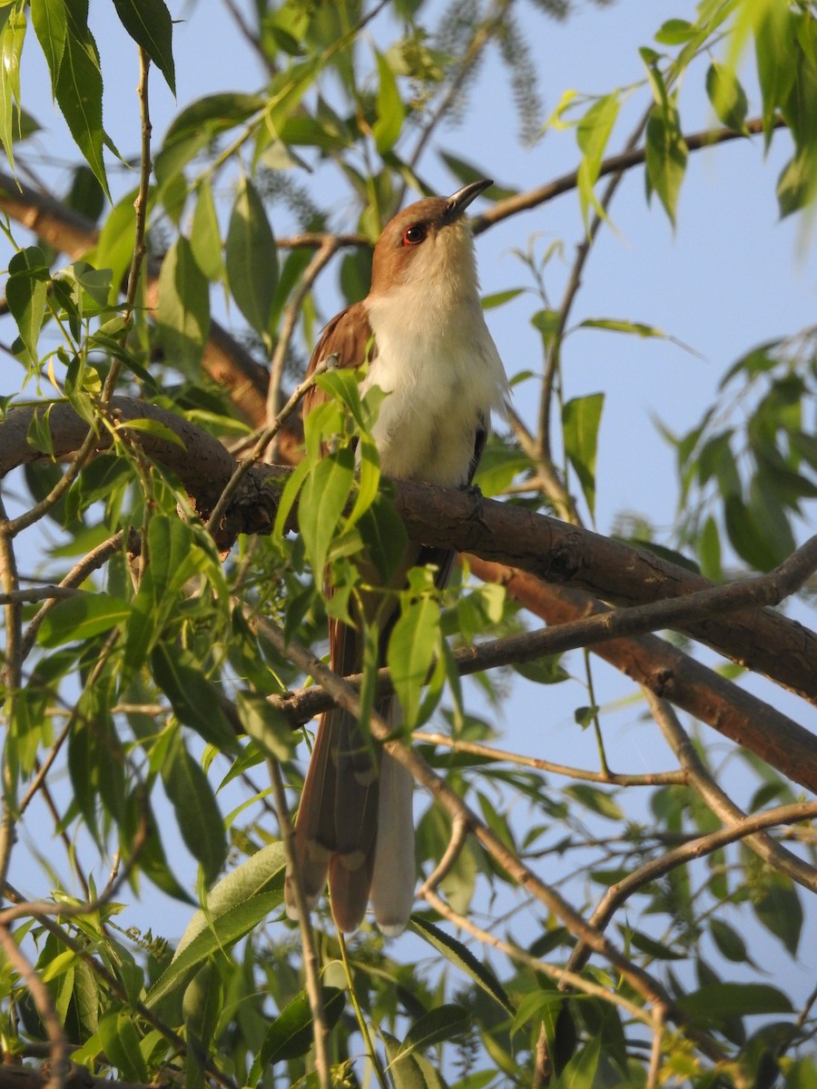 Black-billed Cuckoo - ML103515331