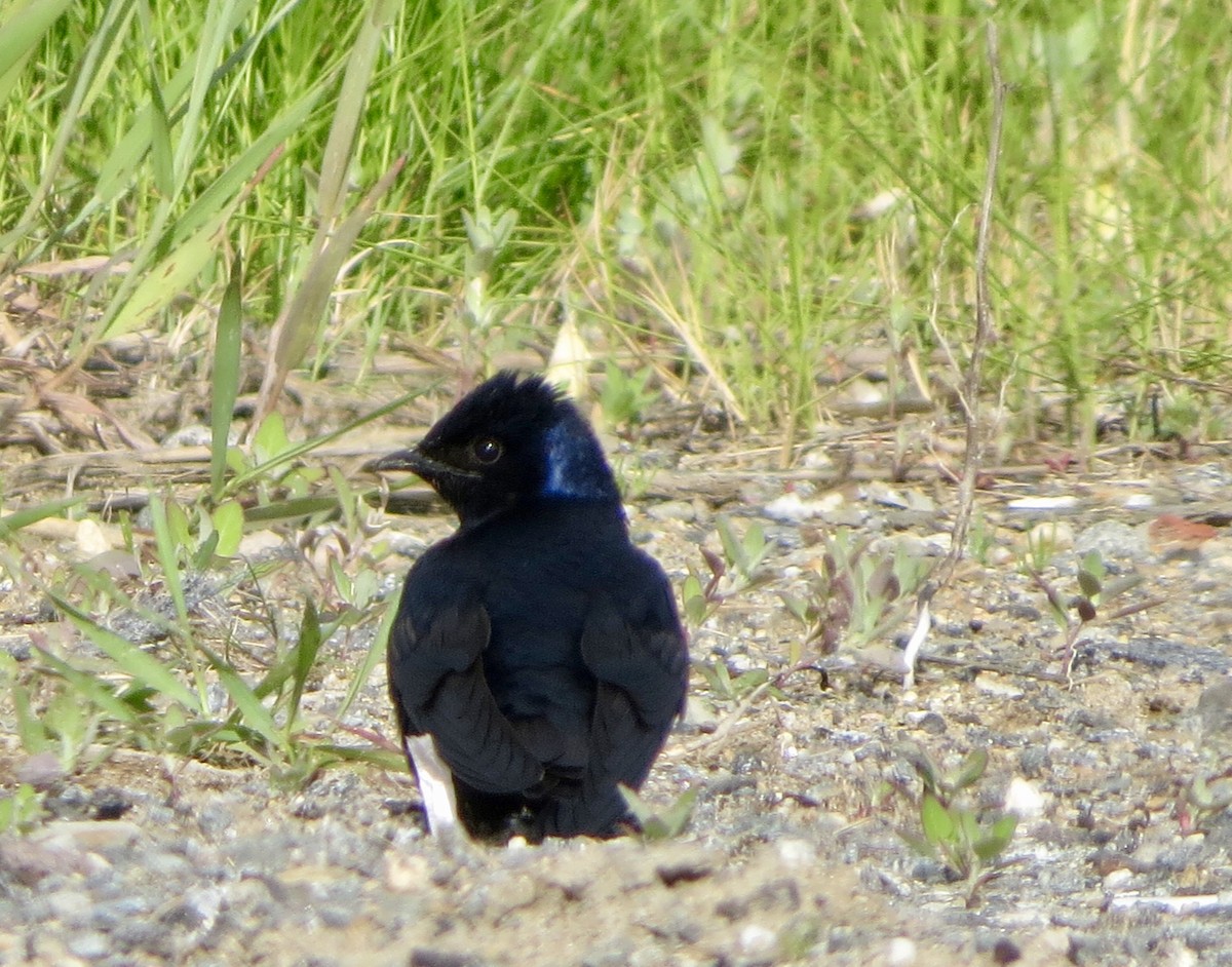 Purple Martin - ML103515341