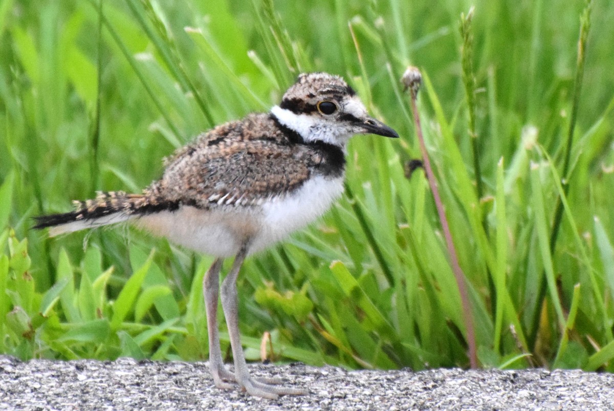 Killdeer - ML103515711