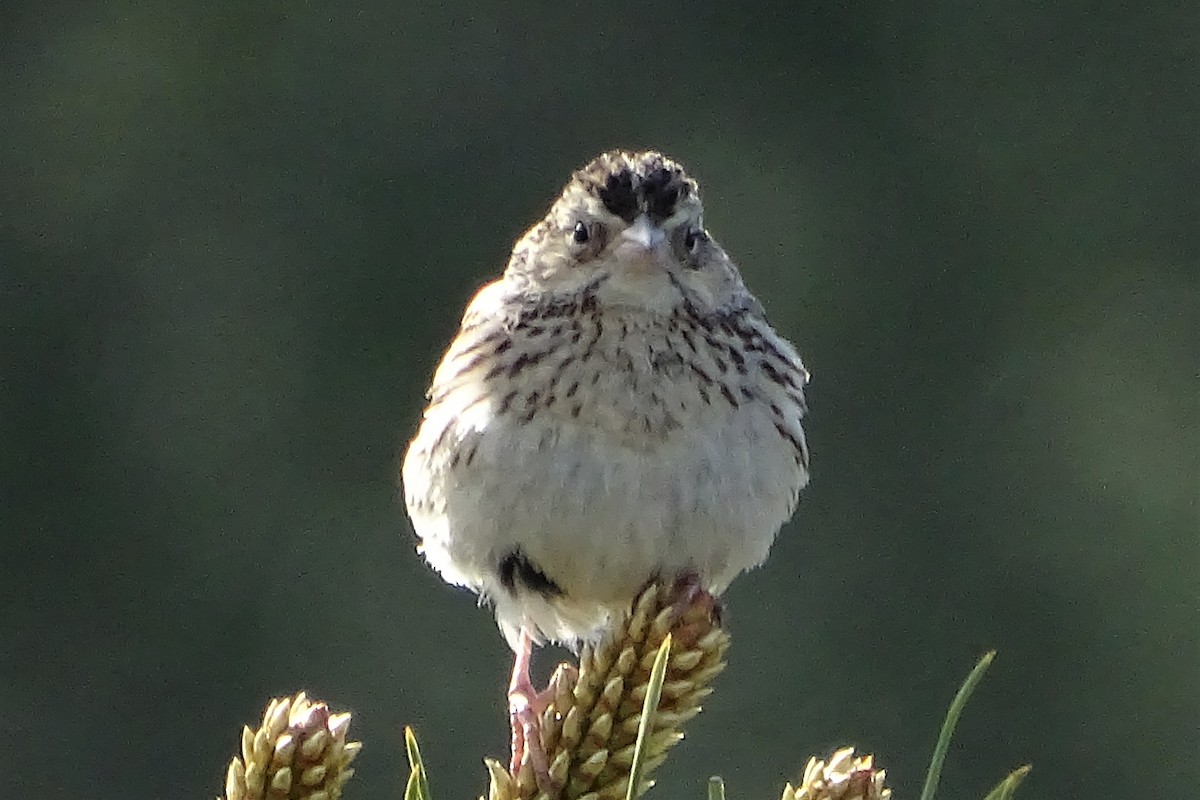 Savannah Sparrow - Diane Rose