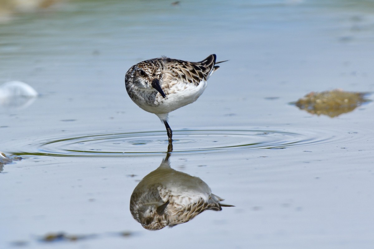 Semipalmated Sandpiper - ML103519871