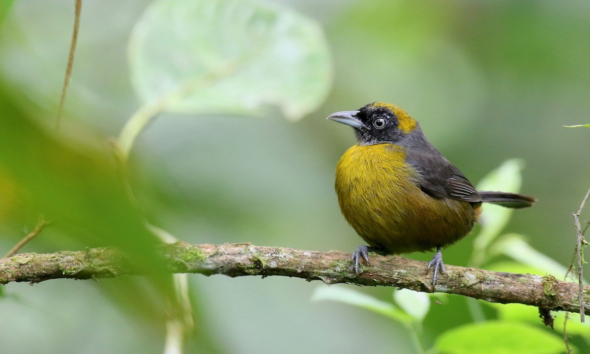 Dusky-faced Tanager - Jonah  Benningfield